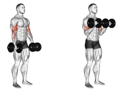 Standing Dumbbell Curl