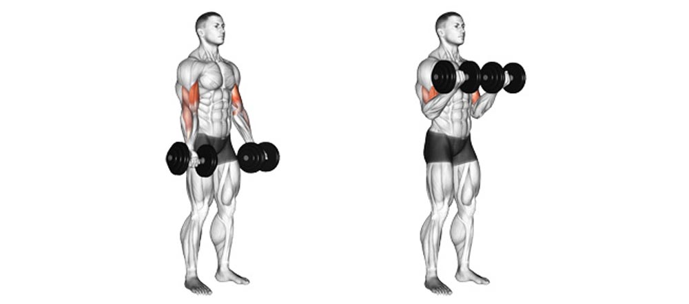 Standing Dumbbell Curl - Bicep Workout